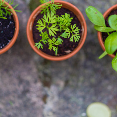 Tips for how to keep your garden watered while you're on summer vacation