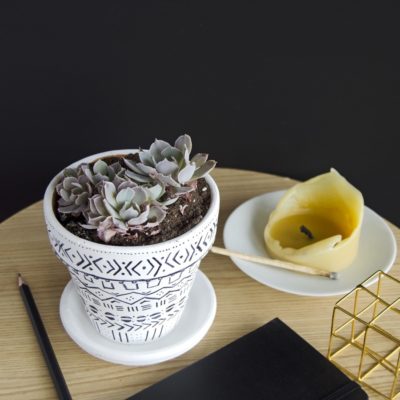 How To Regrow Succulents | A Walkthrough