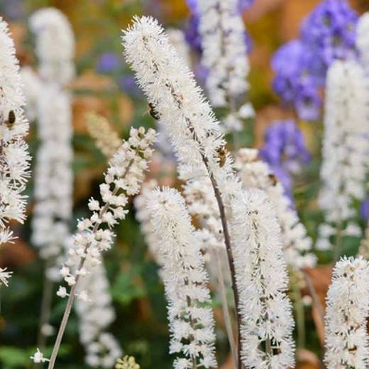 Bugbane image from Gardenia.